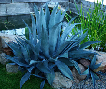 Century Plant Chisos Agave Havardiana Potted Organic Century Plant Chisos Agave Havardiana Potted Organic