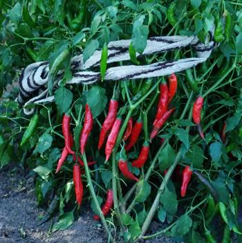 Pepper Seed Set (6 packets): Big Jim, Aji Colorado, Aleppo, Official Cayenne, Criolla Sella and Romanian Sweet, all organic - Image 6