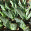 Aloe ferox (Cape Aloe) plant, quart size, organic - Image 2