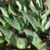 Aloe ferox (Cape Aloe), packet of 30 seeds - Image 4