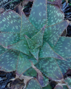 Aloe macrocarpa (Zebra Aloe) plant, organic | Strictly Medicinal Seeds