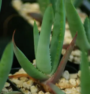 Aloe castanea (Cat's Tail Aloe) plant, organic