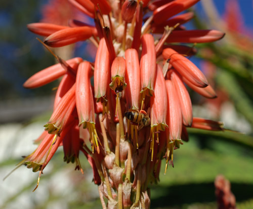 Aloe pluridens (French Aloe) plant, organic | Strictly Medicinal Seeds