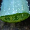 Aloe vera plant, yellow flowered, quart size, organic - Image 3