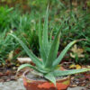 Aloe vera plant, yellow flowered, quart size, organic