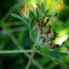 Vetch, Kidney (Anthyllis vulneraria), packet of 20 seeds, organic