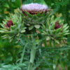 Artichoke, Globe (Cynara scolymus) seeds, organic - Image 4