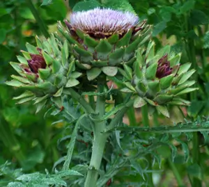 Artichoke, Globe (Cynara scolymus) seeds, organic - Image 4