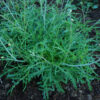Arugula, Wild Roquette (Diplotaxis tenufolia) seeds, organic