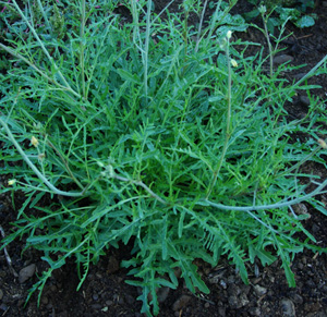 Arugula, Roquette – Northern Wildflowers