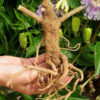 Ashwagandha, Vedic (Withania somnifera) seeds, organic