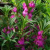 Balsam, Chinese (Impatiens balsamina), packet of 20 seeds