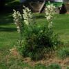 Yucca, Banana (Yucca baccata), packet of 10 seeds
