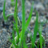 Yucca, Banana (Yucca baccata), packet of 10 seeds - Image 2