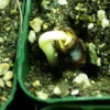 Baobab Tree (Adansonia digitata), packet of 5 seeds - Image 4