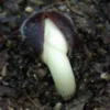 Baobab Tree (Adansonia digitata), packet of 5 seeds - Image 3