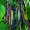 Bean, Cherokee Trail of Tears (Phaseolus vulgaris) seeds, Organic