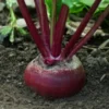 Beet, Detroit Dark Red (Beta vulgaris) seeds, organic - Image 6