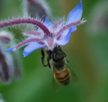 Borage (Borago officinalis) seeds, organic - Image 3