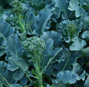 Broccoli Seed 50 Seeds Brassica Oleracea Green Cauliflower Vegetable Seeds C007 