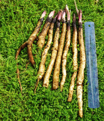 Burdock, Watanabe (Arctium lappa), packet of 30 seeds, organic ...