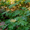 Spikenard, California (Aralia californica), potted plant, organic - Image 4