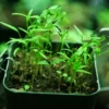 Chervil, Fijne Krul (Anthriscus cerefolium) seeds, organic - Image 2
