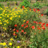 Clover and Poppies Cover Crop Seed Mix