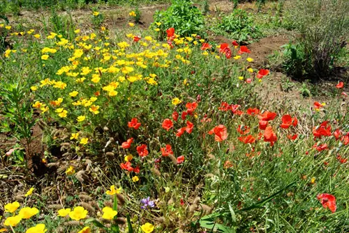 Clover and Poppies Cover Crop Seed Mix