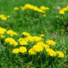 Dandelion, Wild (Taraxacum officinale) potted plant, Organic