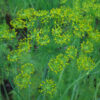 Dill, Bouquet (Anethum graveolens) seeds, organic