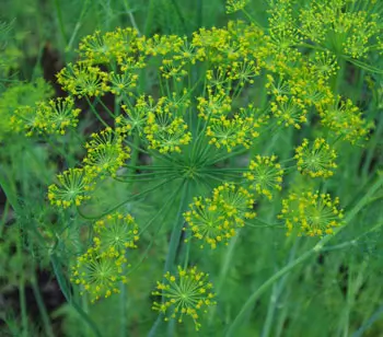Dill, Bouquet (Anethum graveolens) seeds, organic