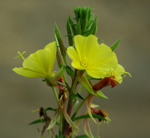 500/15000 evening primrose seeds yellow ham's gardener oenothera biennis flower