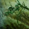 Fenugreek, Common (Trigonella foenum-graecum) seeds, organic - Image 2