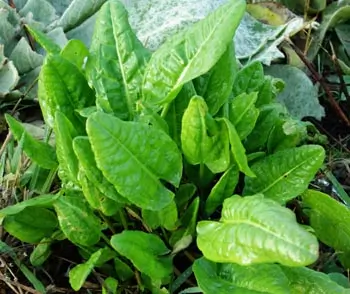 Sorrel, Garden (Rumex acetosa), packet of 100 seeds, organic
