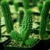 Hoodia (Hoodia gordonii), potted plant, organic