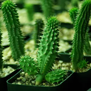 Hoodia (Hoodia gordonii), potted plant, organic