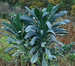 Kale, Lacinato (Brassica oleracea) seeds, organic