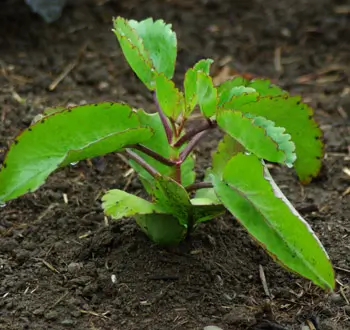 Life Plant, Mpovupovu Ziwa (Bryophyllum pinnatum), packet of 100 seeds, organic - Image 3