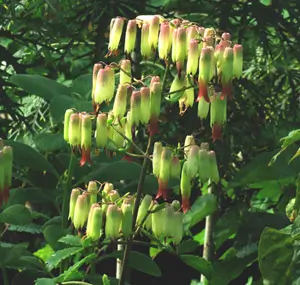 Life Plant, Mpovupovu Ziwa (Bryophyllum pinnatum), packet of 100 seeds, organic - Image 2