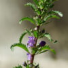 Balm, Moldavian (Dracocephalum moldavica) seeds, organic