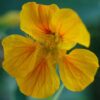 Nasturtium, Jewels (Tropaeolum majus), packet of 15 seeds, organic