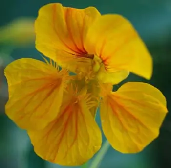 Nasturtium, Jewels (Tropaeolum majus), packet of 15 seeds, organic