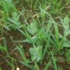 Oats and Peas Mix by the pound, organic - Image 4