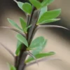 Ocotillo (Fouquieria splendens), packet of 20 seeds - Image 2