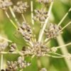 Parsley, Italian (Petroselinum crispum) seeds, organic