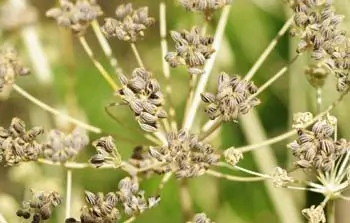 Parsley, Italian (Petroselinum crispum) seeds, organic