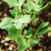 Peas, Forage (Pisum sativum) seeds, organic - Image 4