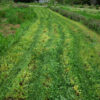 Peas, Forage (Pisum sativum) seeds, organic - Image 3