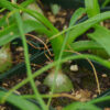 Pregnant Onion (Ornithogalum longibracteatum) potted plant, organic